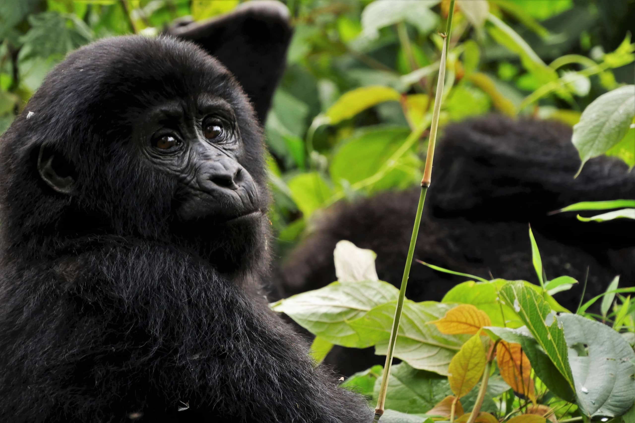 UGANDA GORILLA ADVENTURE